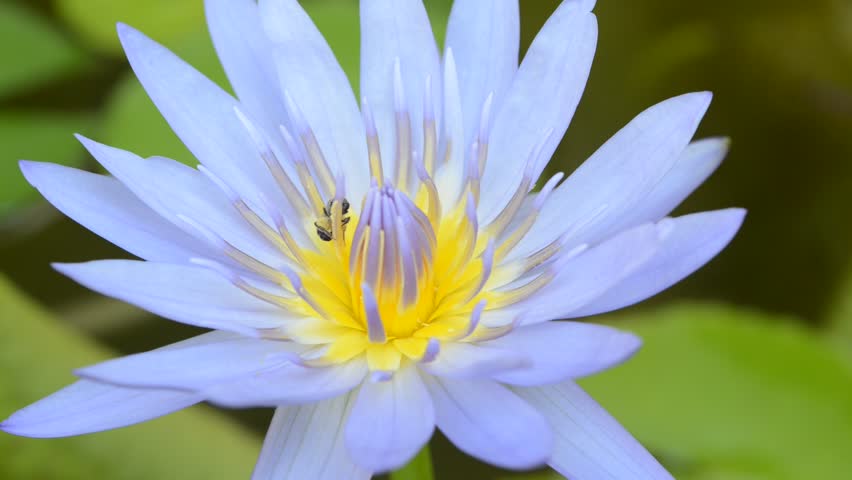 A bee is busy collecting pollen from a waterlily 