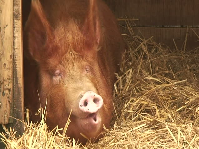 close up of a rare breed pig yawning