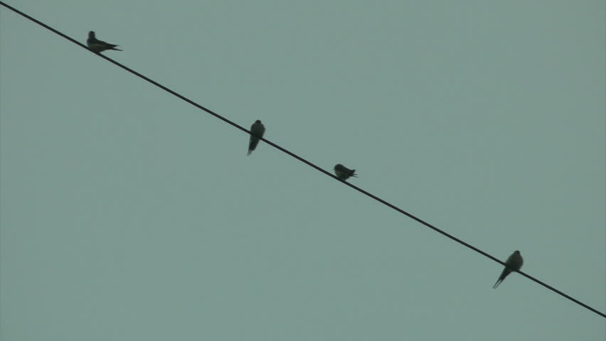 The Swallows standing on the wire