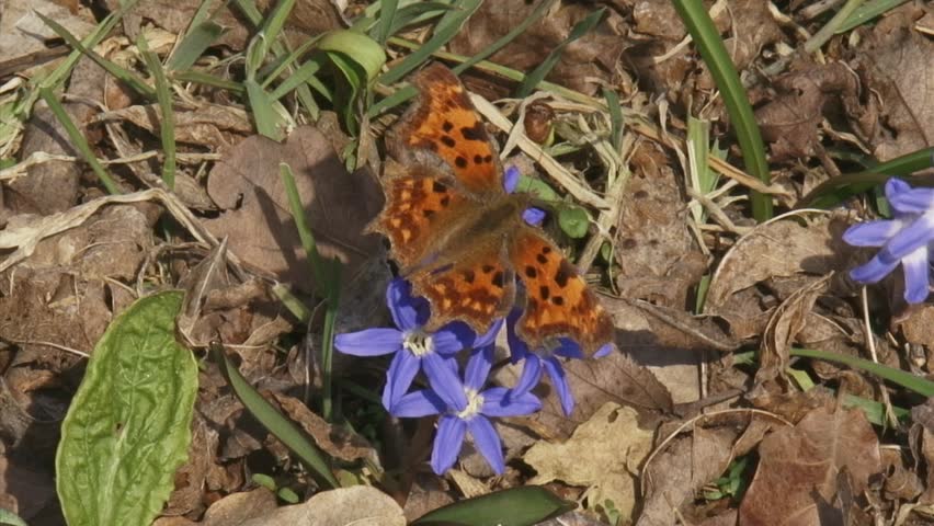 Glory-of-the-snow (chionodoxa) with Comma butterfly (Polygonia c-album) and honeybee