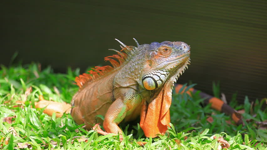 iguana