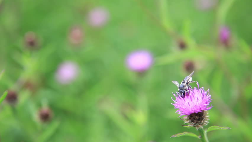 Honeybee and flowers
