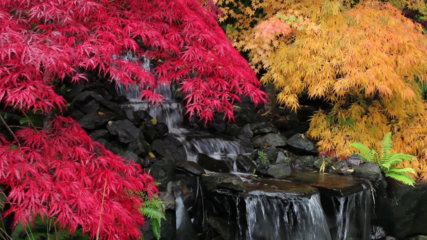 Colorful Laced Leaf Maple Trees with Waterfall in Backyard Zen Garden in Autumn Season 1920x1080