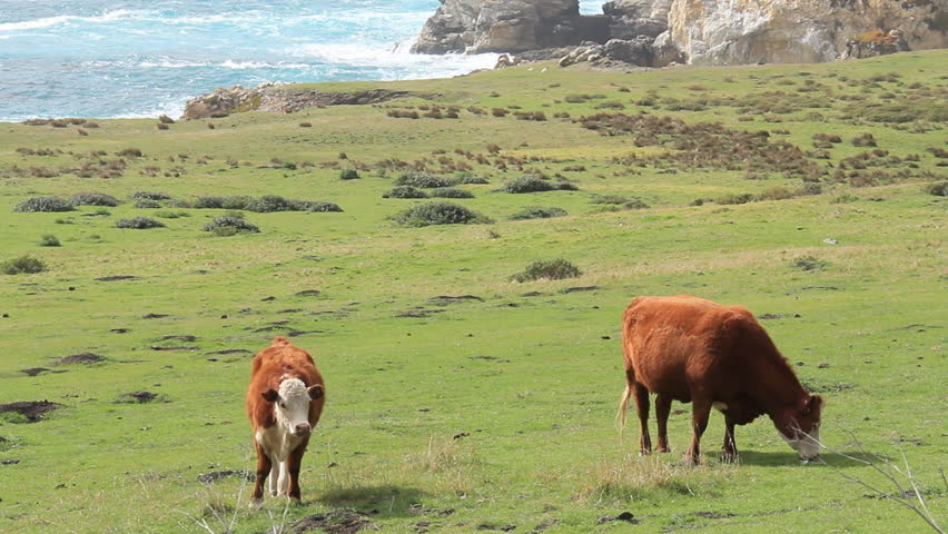 Big Sur 9 Cows on the Coast. A small green pasture with cows grazing, with a backdrop of the rocky shores of Big Sur, California.