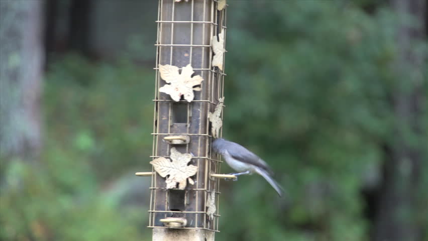 Bird Feeder