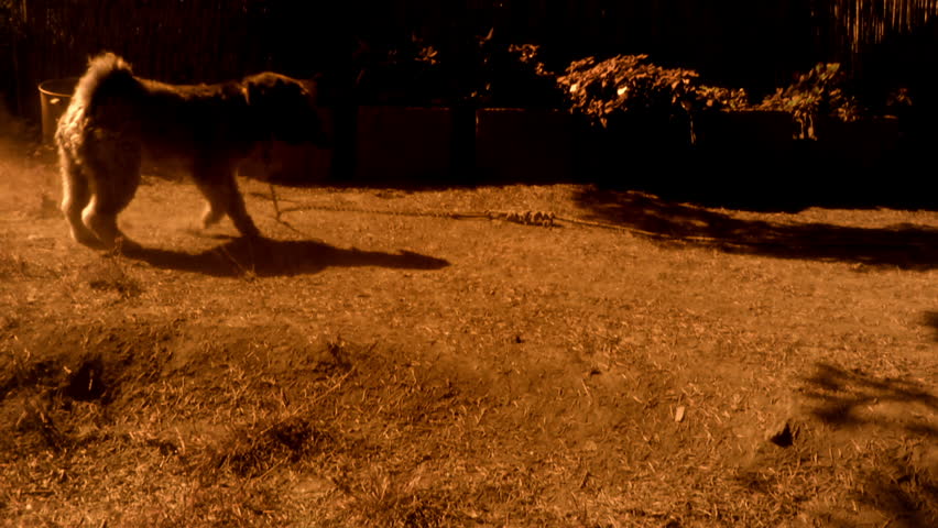 Tibetan terrier running after a toy - graded yellow and orange for the effect
