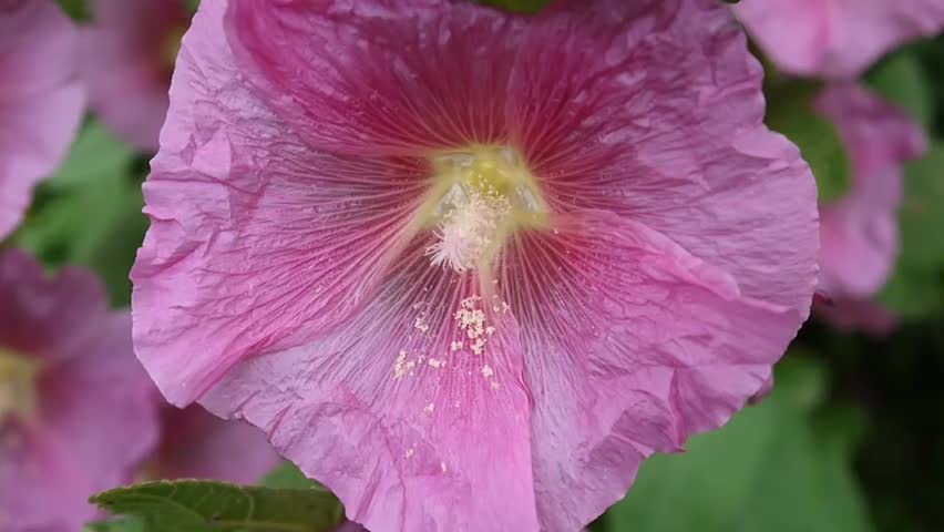 Header of ALCEA