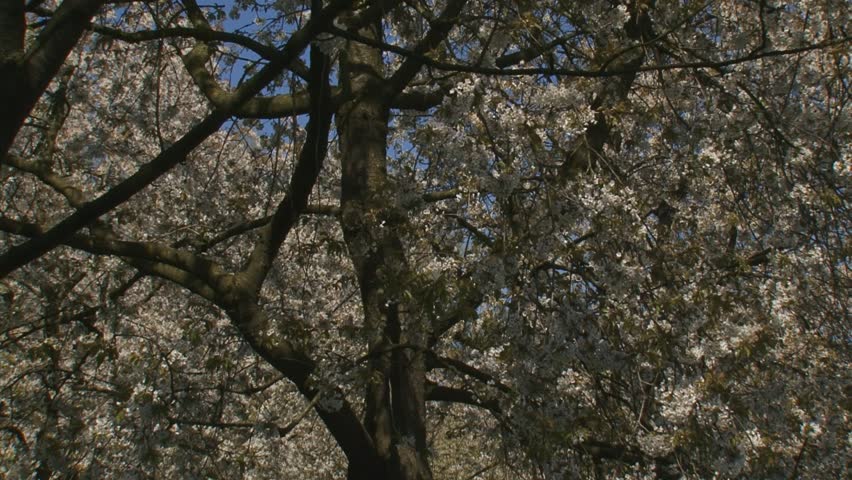 orchard in full bloom - pan + hold church tower of Zoelen behind white blossoms. The Betuwe in Holland is famous for its fruit production.