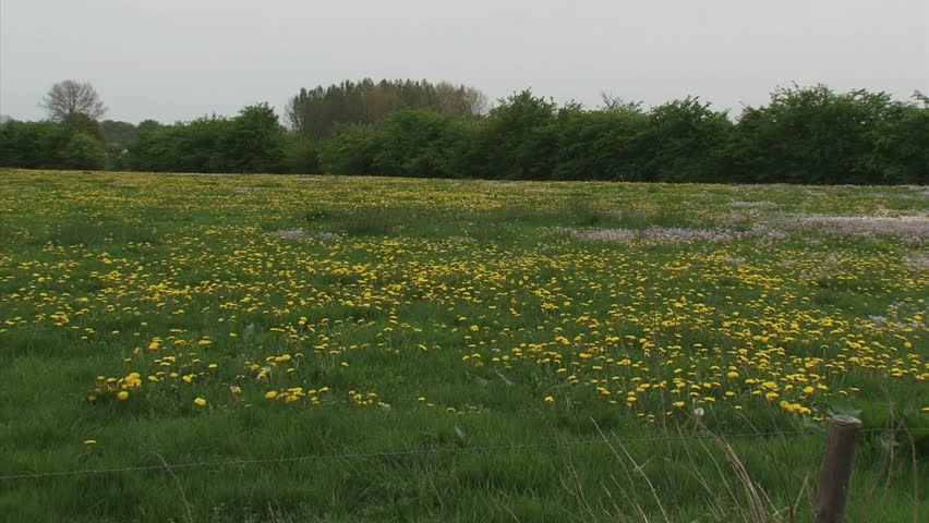 pan + hold cuckoo flower (Cardamine pratensis) and Dandelion (Taraxacum officinale) in grassland