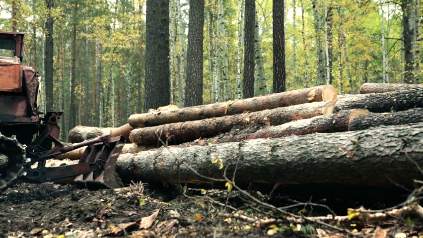 Tractor adds up felled timber into a heap