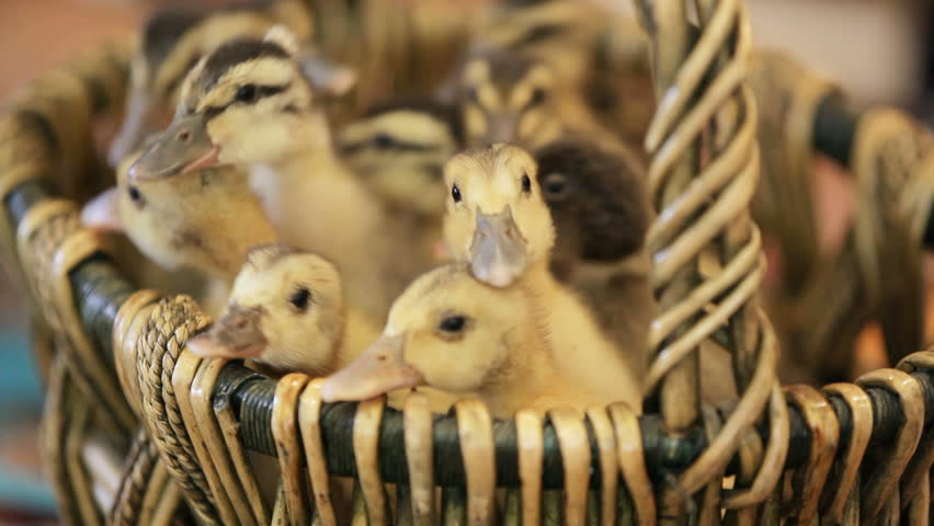 Little ducklings in a basket.