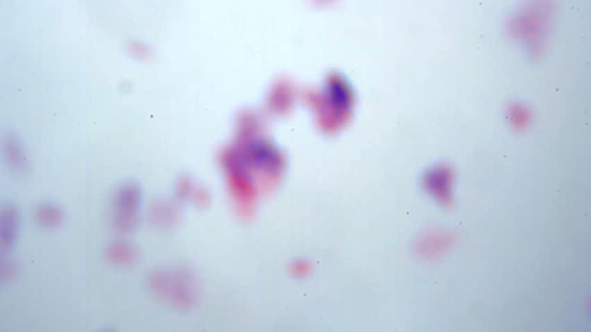 Human Mouth Smear