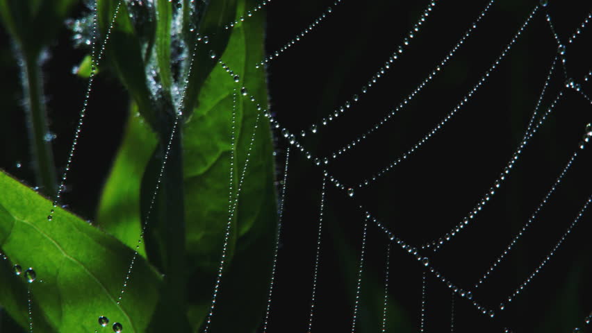 Dew droplets like pearls glisten on a spider's web in a flower patch.