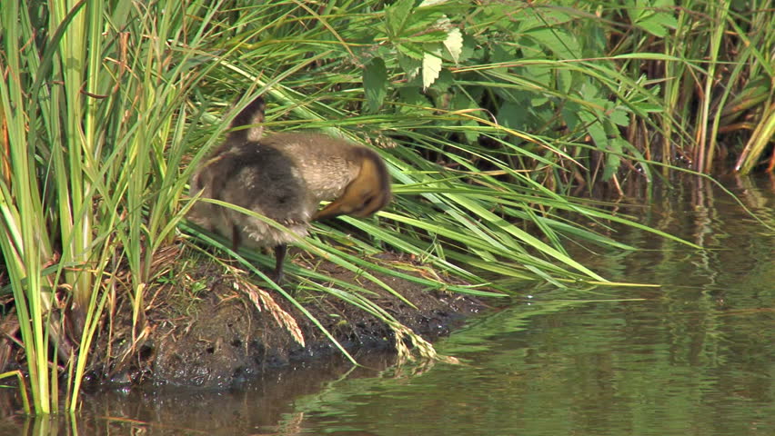 A pair of cute fuzzy ducklings preening on the grassy bank of a lake.