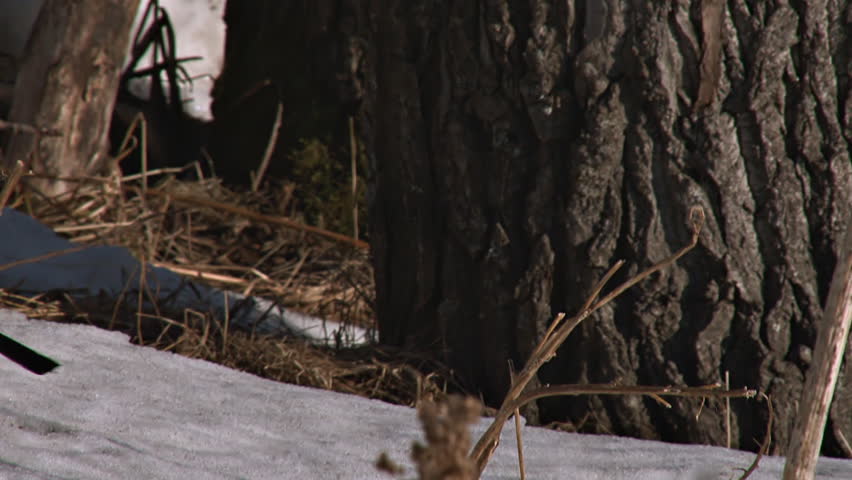 Starting at the base of the trunk of a cottonwood tree standing in snow, and tilting up to the winter-bare branches starkly silhouetted against a deep blue sky.
