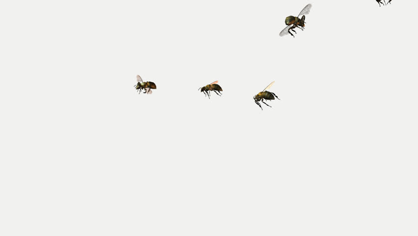 animation of a bee swarm on an alpha channel
