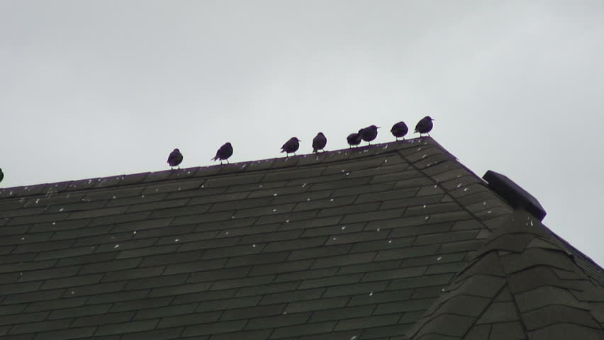 Birds sitting, flying away off roof