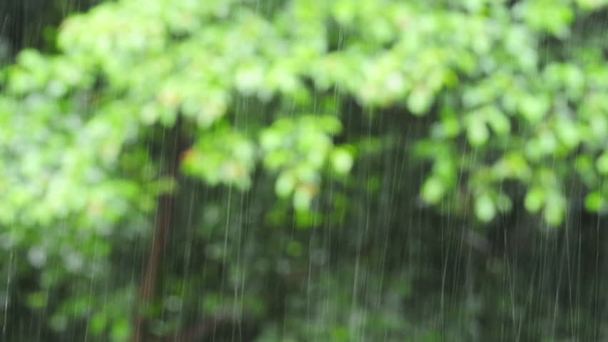 Tropical heavy rain in Panama rainforest, Panama, Central America