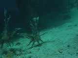 lion fish, red sea