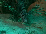 lion fish, red sea