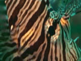 lion fish, red sea