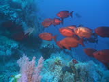 schooling coral reef fish, common big eye