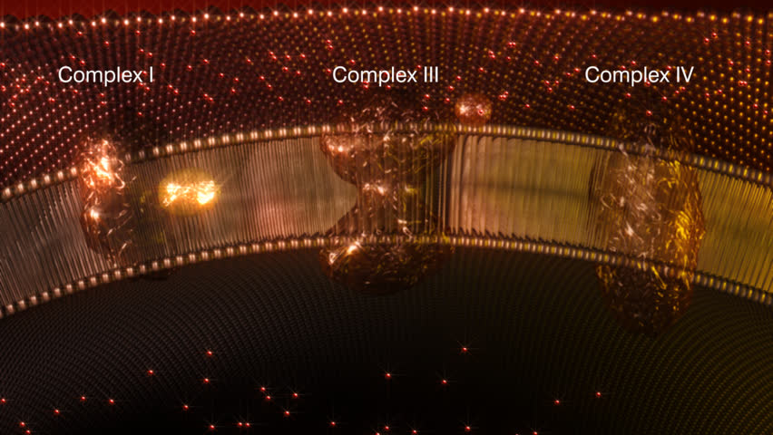labelled electron transport chain showing oxidative phosphorylation of ADP to ATP by proton gradient generated by transport of hydrogen by cytochrome complex transfer form reduced electron carriers