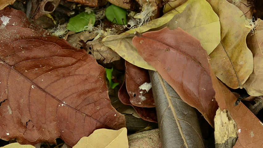 Leaf cutter ants (Atta sexdens) walking across forest floor, Panama, Central America