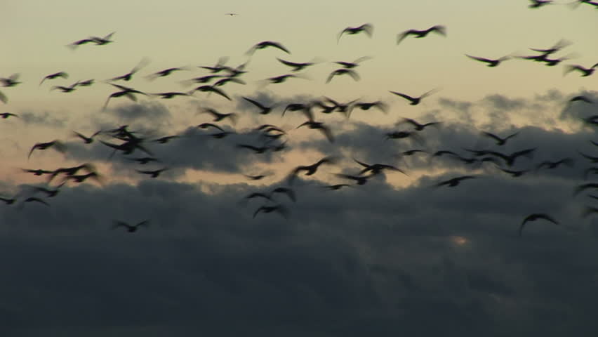 Geese in the clouds coming in to land