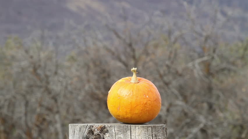 Rifle shoot pumpkin explode. Pumpkin jackolantern exploding after shot with a high powered rifle.  Autumn after Halloween video. Destruction of fresh fruit and vegetables. Sharpshooter rifle to snipe.