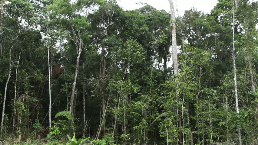 Tropical rainforest felled for slash and burn agriculture in Ecuador