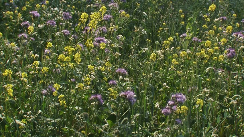 hold + pan. Field edge with wild flowers. Sowing diverse weed flora alongside field edges, provides opportunities for insects, birds and other small animals.