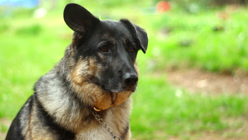 SUPER 35MM CAMERA - Lonely dog longing for attention 