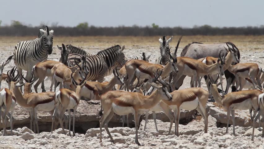 Hustle bustle at the water hole