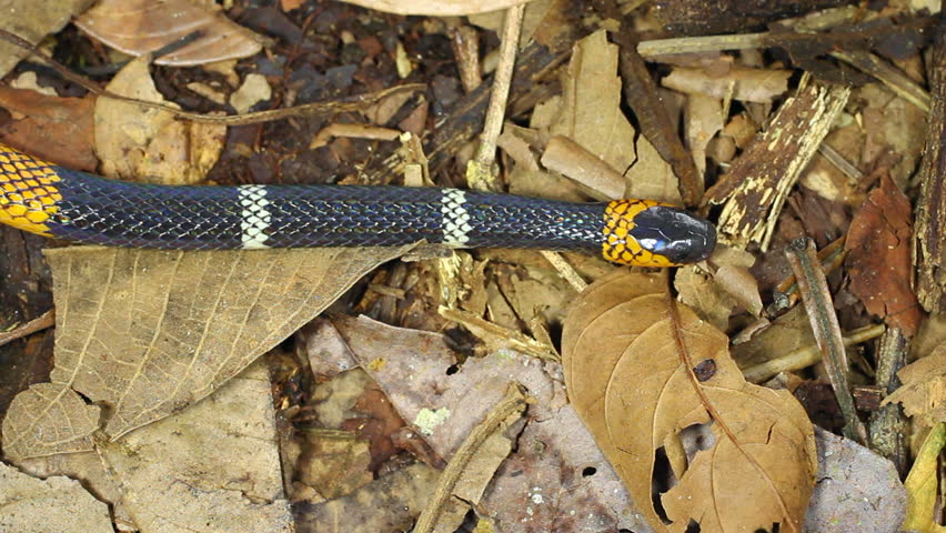 Hemprich's Coral Snake (Micrurus hemprichii) A venomous snake from the Ecuadoran Amazon