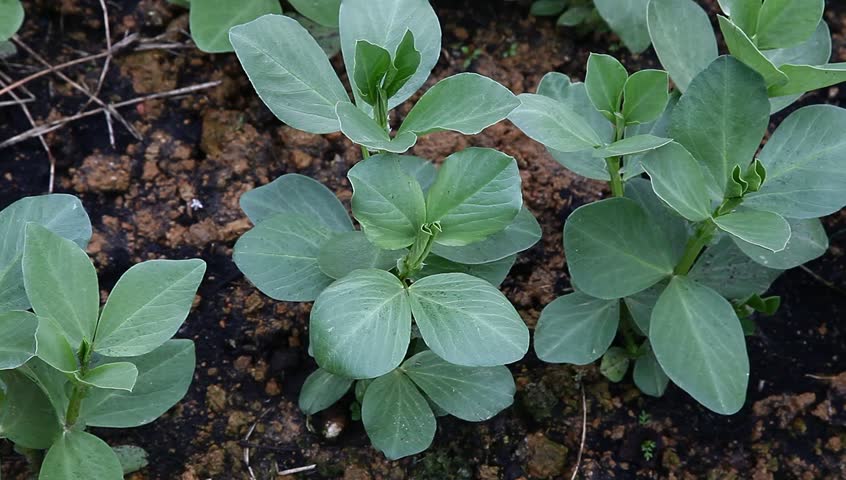 broad bean sapling in the garden
