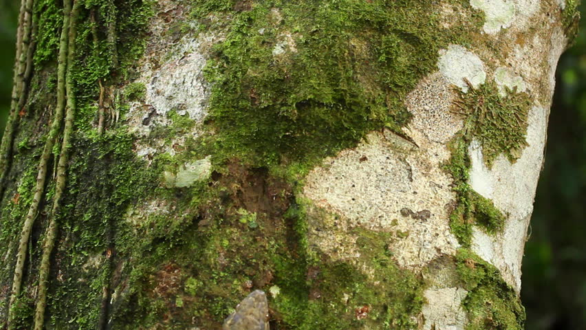 Turnip-taileg Gecko (Thecadactylus solimoensis) on a tree trunk in the Ecuadorian Amazon