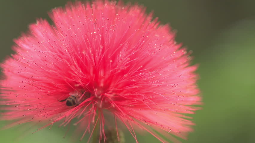 Honey Bee Macro 240 fps lands on red flower