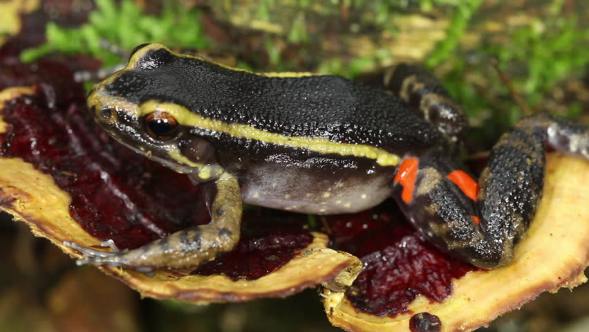 Painted ant nest frog (Leptodactylus lineatus) resting on a bracket fungus in the rainforest, Ecuador