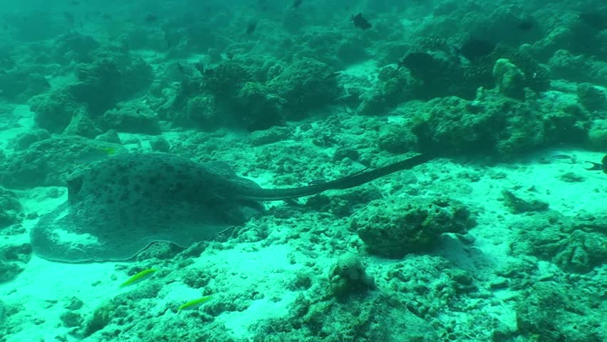 Black spotted stingray at Raa Atoll, Maldives