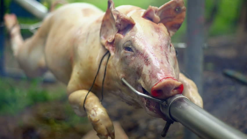 SUPER 35MM CAMERA - Pig on a spit. 