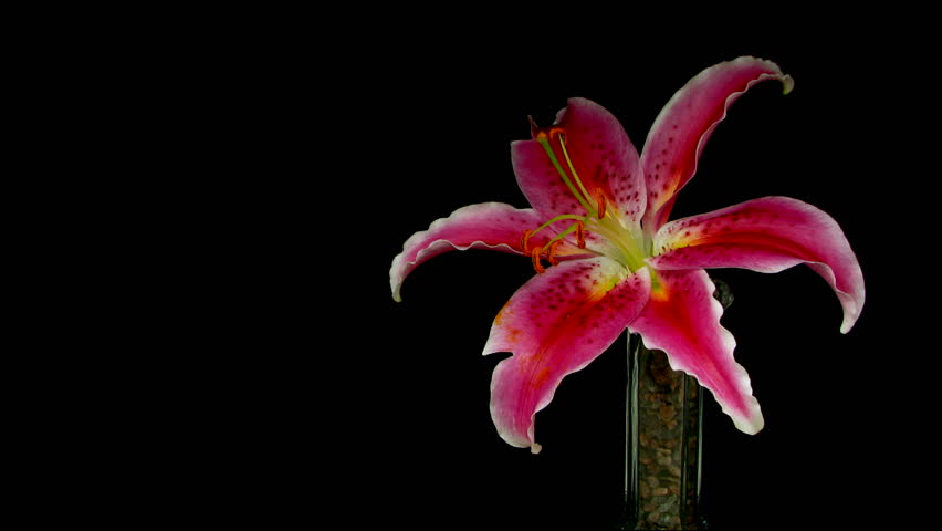 Time-lapse of dying pink lily 2 