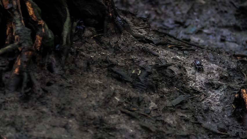 Crab Mangrove forest/Crab in mangrove forest