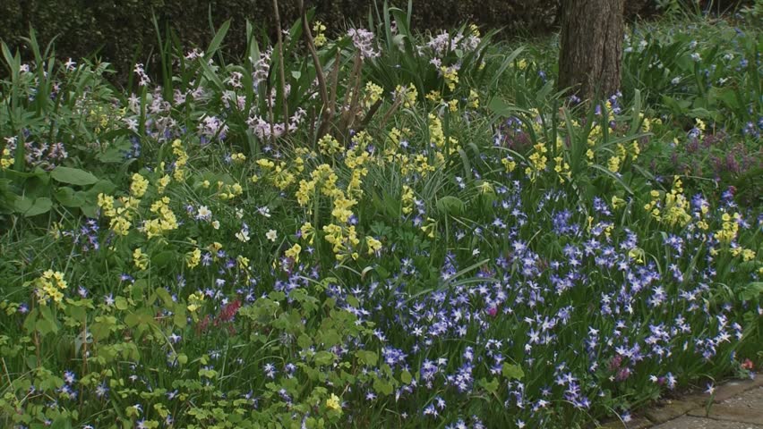hold + pan primula elatior, True oxlip and  Chionodoxa, Glory-of-the-snow in shaded garden