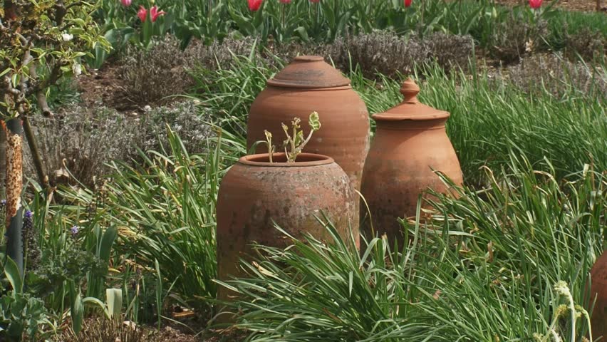 Terracotta container with sea kale in kitchen garden + remove container. Forcing is a process which provides an earlier harvest.