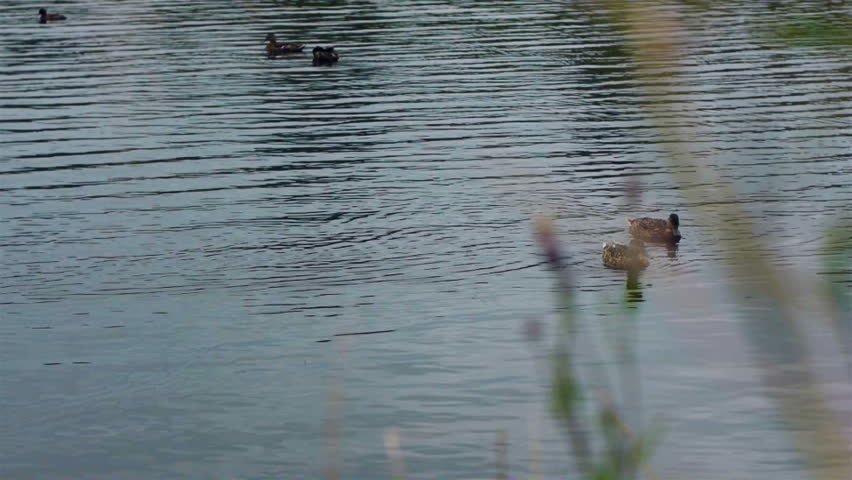 Ducks swim in the river Hd video