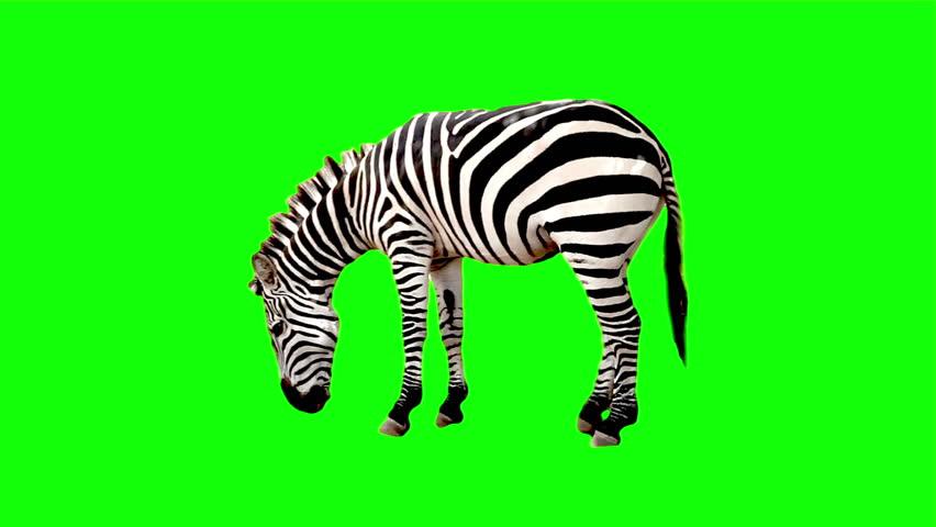 Zebra chroma key