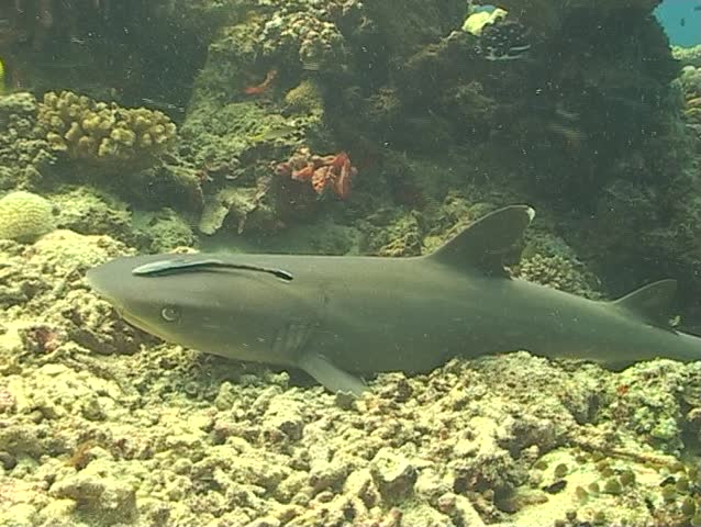 White tip reef shark and remora