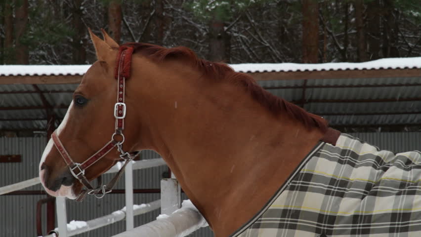 horse stands in an open-air paddock