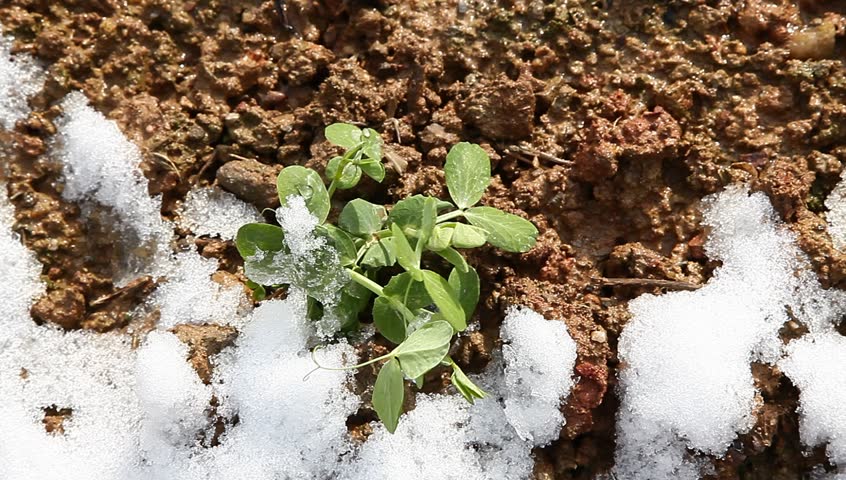 pisum sapling in the field with white snow